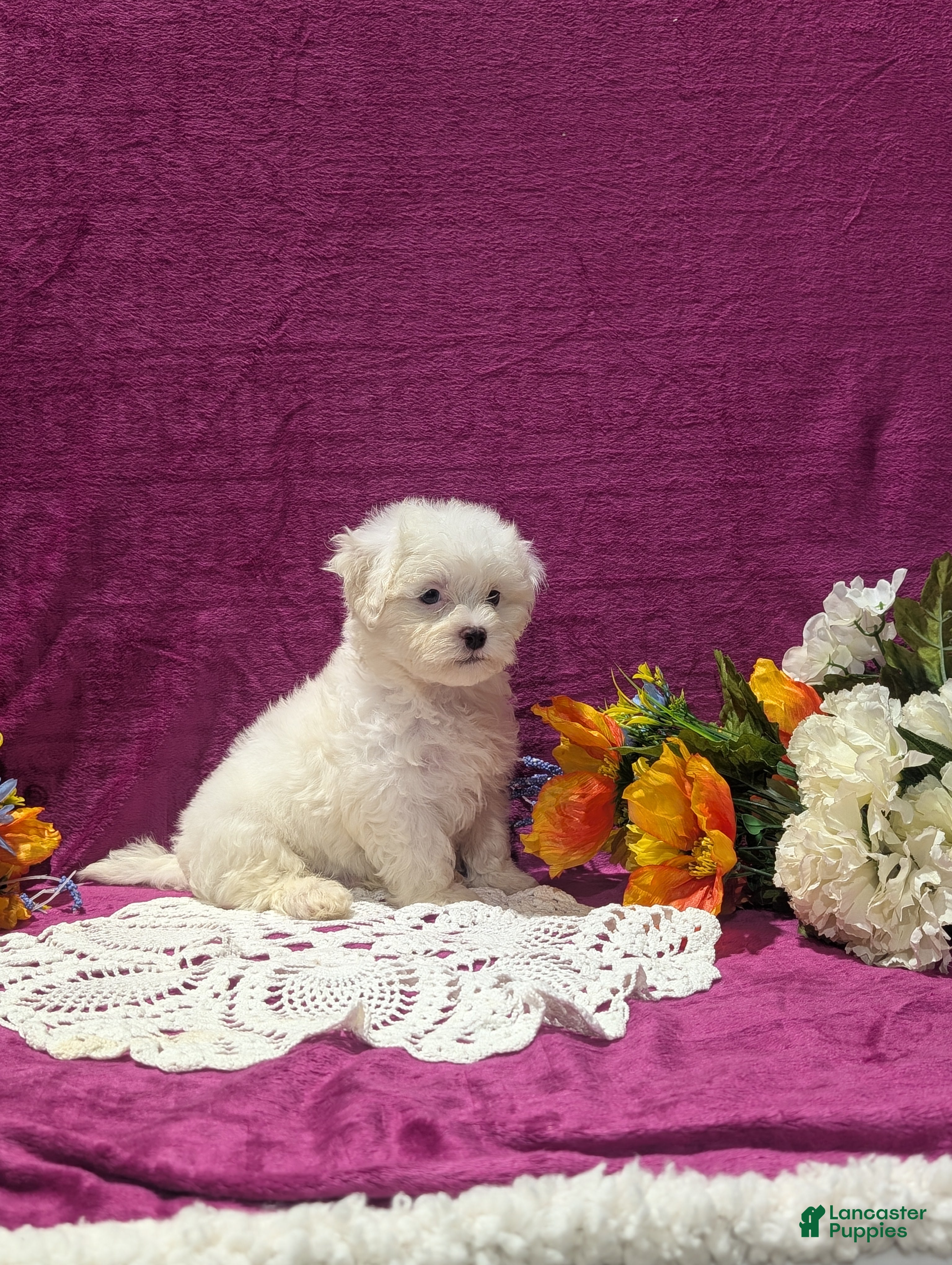 Maltipoo dogs Marshall  - Ad 2
