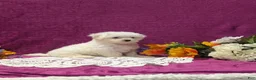 Maltipoo dogs for sale: Marshall  - Ad 2
