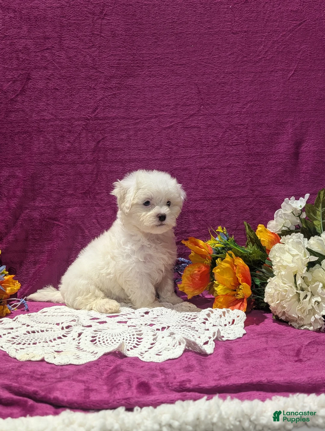 Maltipoo dogs for sale: Marshall  - Ad 2