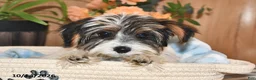 Mixed Breed dogs for sale: Amy - Ad 3