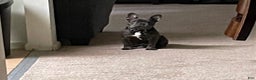 French Bulldog dogs for sale: Virgil French Bulldog - Ad 4