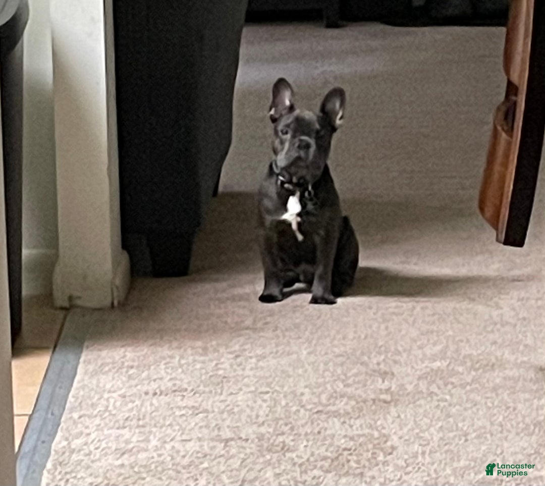 French Bulldog dogs for sale: Virgil French Bulldog - Ad 4