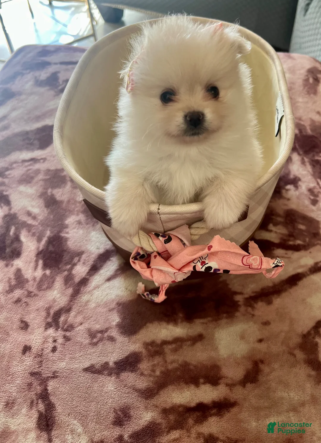 Pomeranian dogs for sale: Princess  - Ad 1
