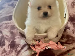 Pomeranian dogs for sale: Princess - Ad 2