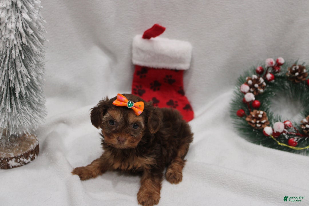 Yorkshire Terrier dogs for sale: Winter  - Ad 1