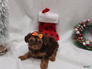 Yorkshire Terrier dogs Winter - Ad 38