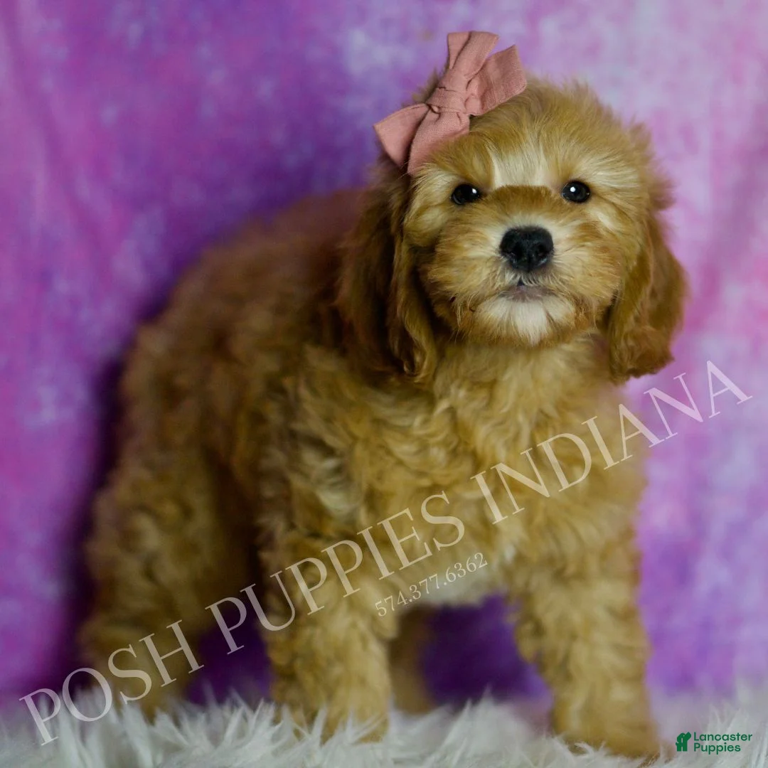 Mini Goldendoodle dogs for sale: Cleo - Ad 5