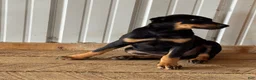 Doberman Pinscher dogs for sale: Doberman Pinscher Puppy 1 - Ad 1