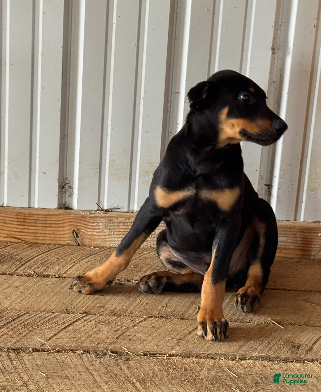 Doberman Pinscher dogs for sale: Doberman Pinscher Puppy 1 - Ad 1