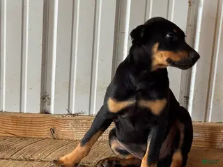 Doberman Pinscher dogs for sale: Doberman Pinscher Puppy 1 - Ad 1