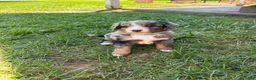 Mini Bernedoodle dogs for sale: Bentley  - Ad 1