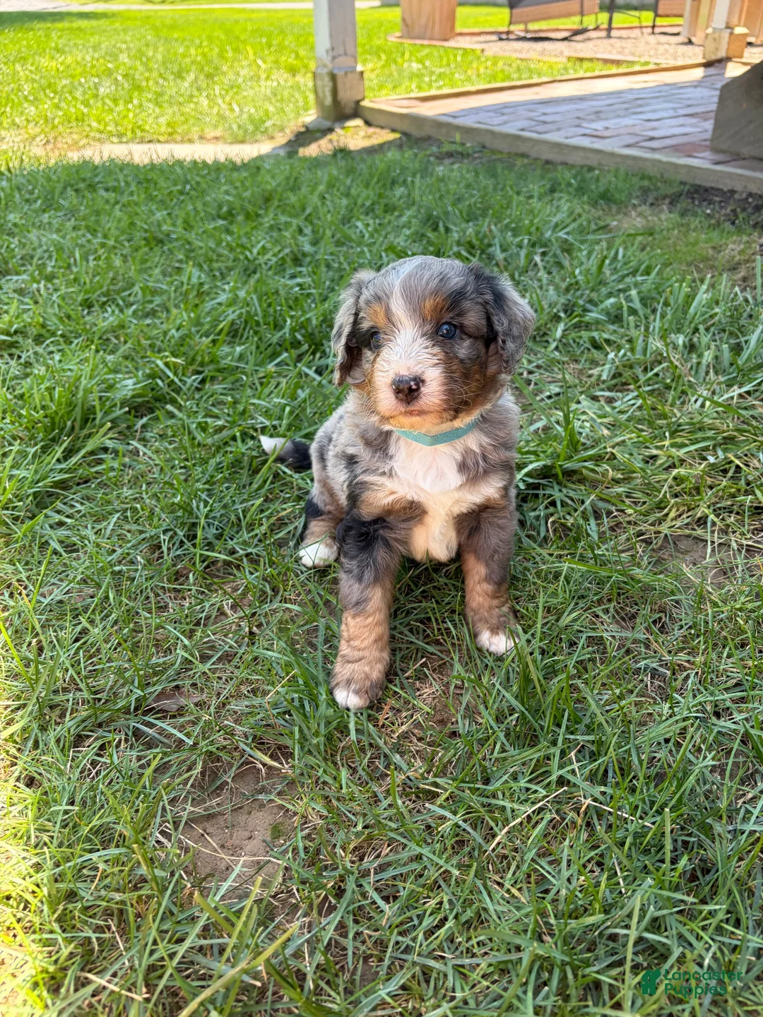 Mini Bernedoodle dogs for sale: Bentley  - Ad 1