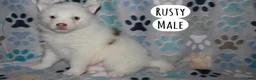 Pomsky dogs for sale: Rusty - Ad 1