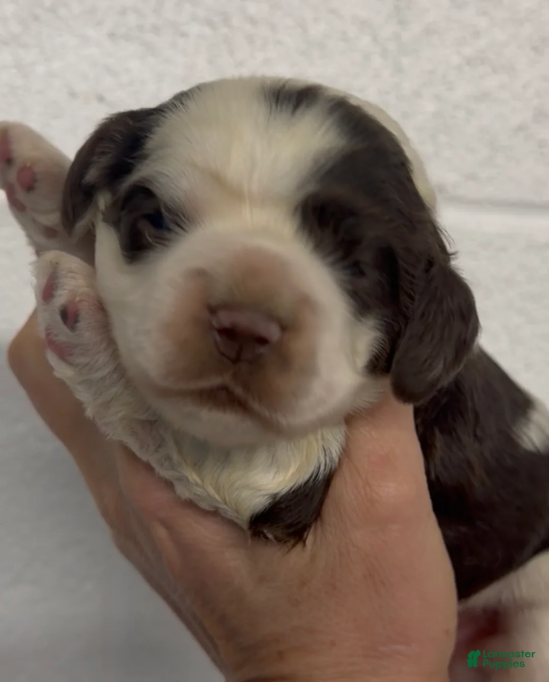 Cocker Spaniel dogs for sale: Cocker Spaniel Puppy 2 - Ad 1