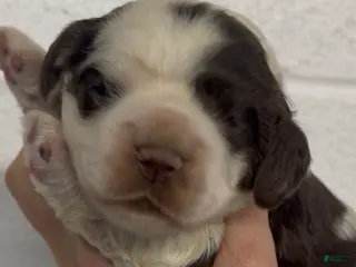 Cocker Spaniel dogs Cocker Spaniel Puppy 2 - Ad 35