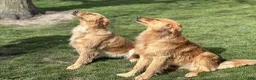 Golden Retriever dogs for sale: Green Boy - Ad 8