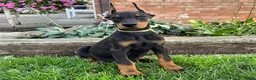 Doberman Pinscher dogs for sale: Ankor - Ad 6