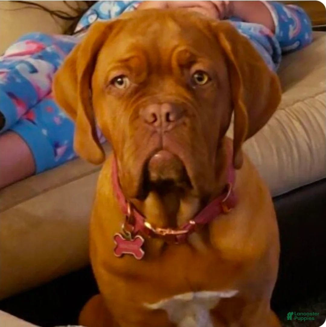 Dogue De Bordeaux dogs for sale: Dogue De Bordeaux Puppy 2 - Ad 2