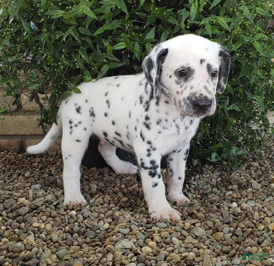 Dalmatian dogs Stormy - Ad 2