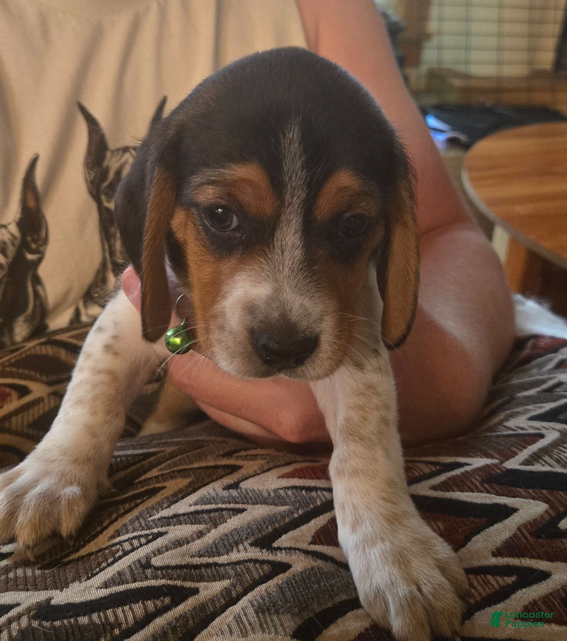 Beagle dogs Beagle 8 - Ad 18