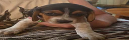 Beagle dogs for sale: Beagle 8 - Ad 1