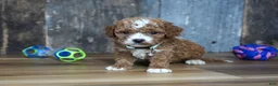 Cavapoo dogs for sale: Sawyer - Ad 3