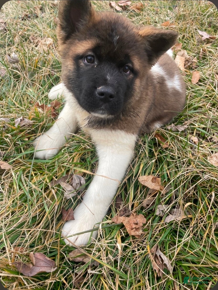 Akita dogs Ruby - Ad 37