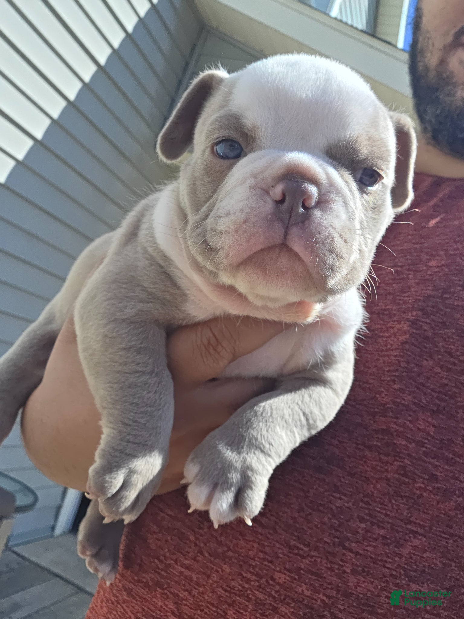 American Bully dogs American Bully Puppy 4 - Ad 23