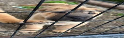 Shar Pei dogs for sale: Shar Pei Puppy 2 - Ad 2