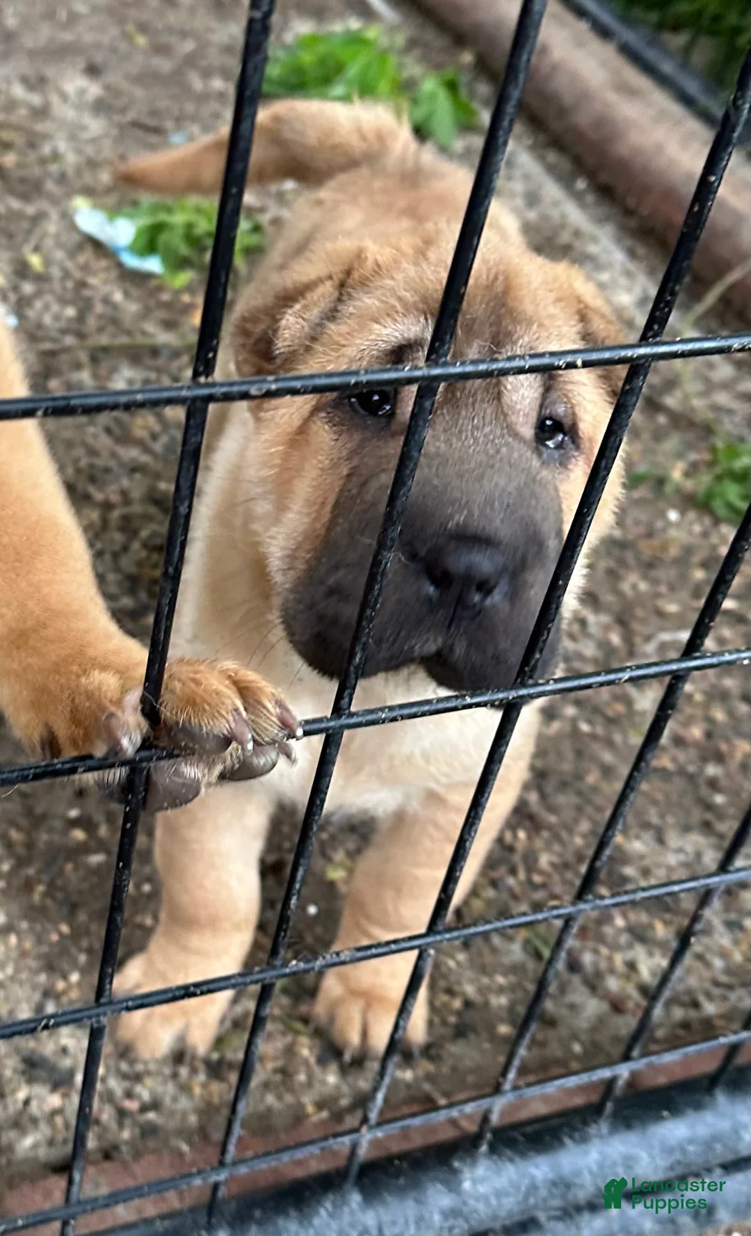 Shar Pei dogs for sale: Shar Pei Puppy 2 - Ad 2