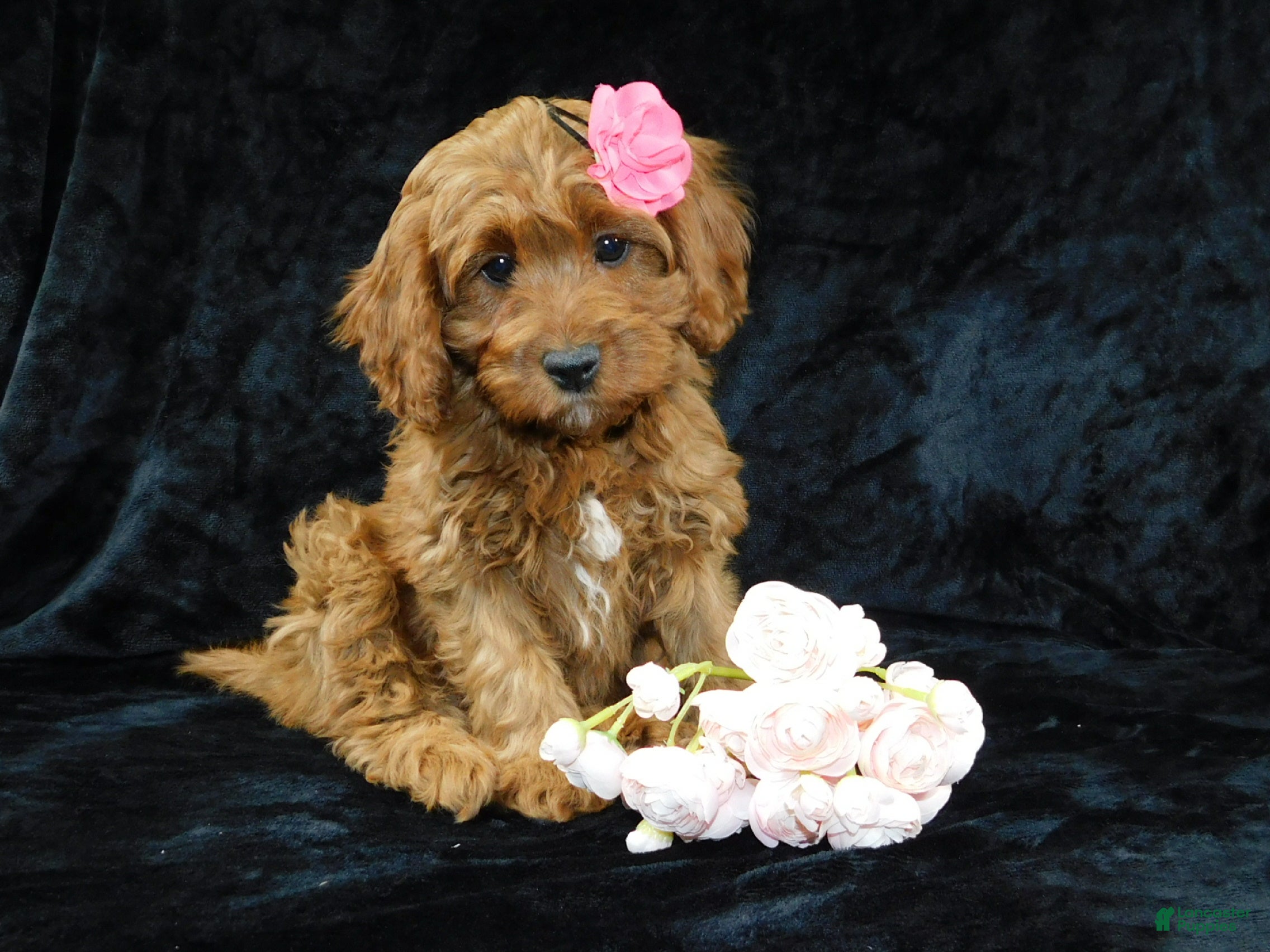 Cavapoo dogs Princess - Ad 5