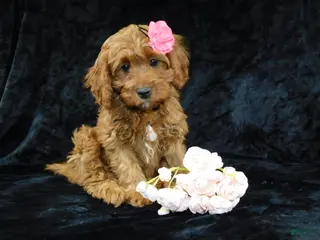 Cavapoo dogs Princess - Ad 2