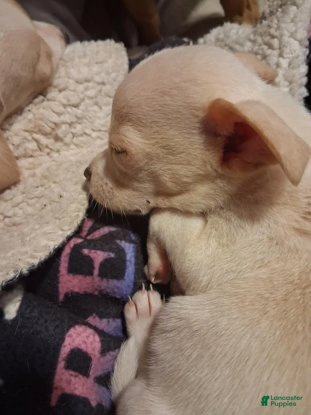 Chihuahua dogs for sale: Chihuahua 1 - Ad 3