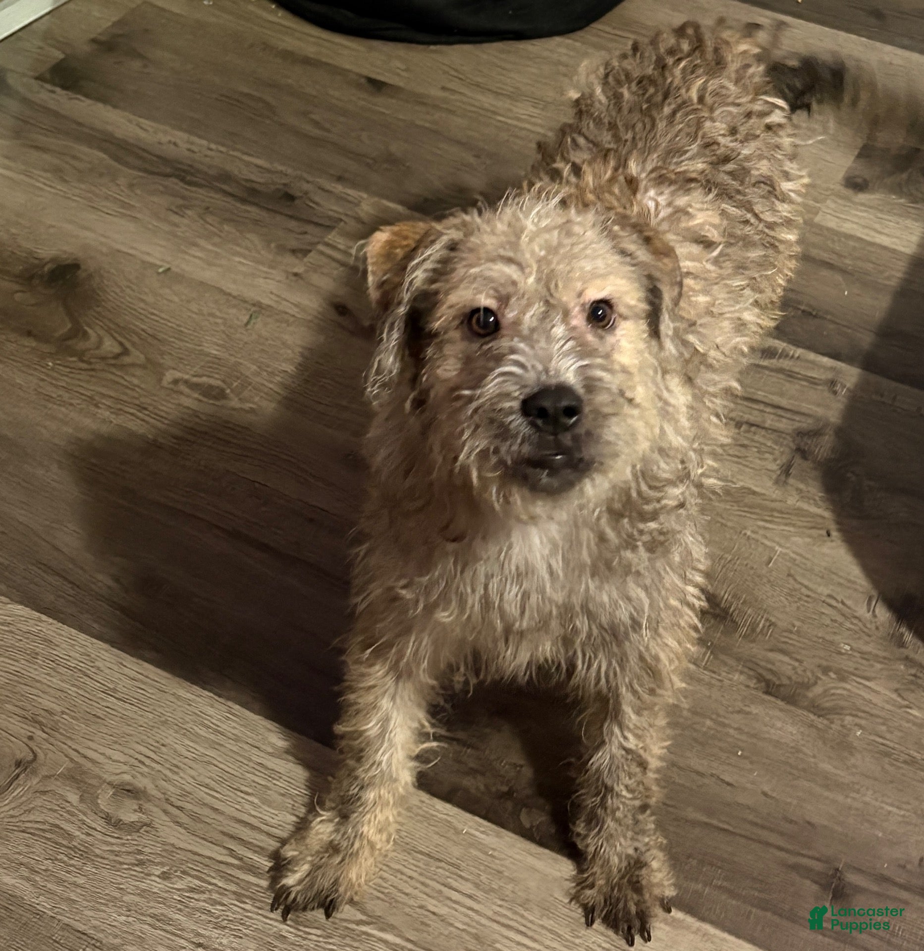 Mixed Breed dogs for sale: Mixed Breed 2 - Ad 6