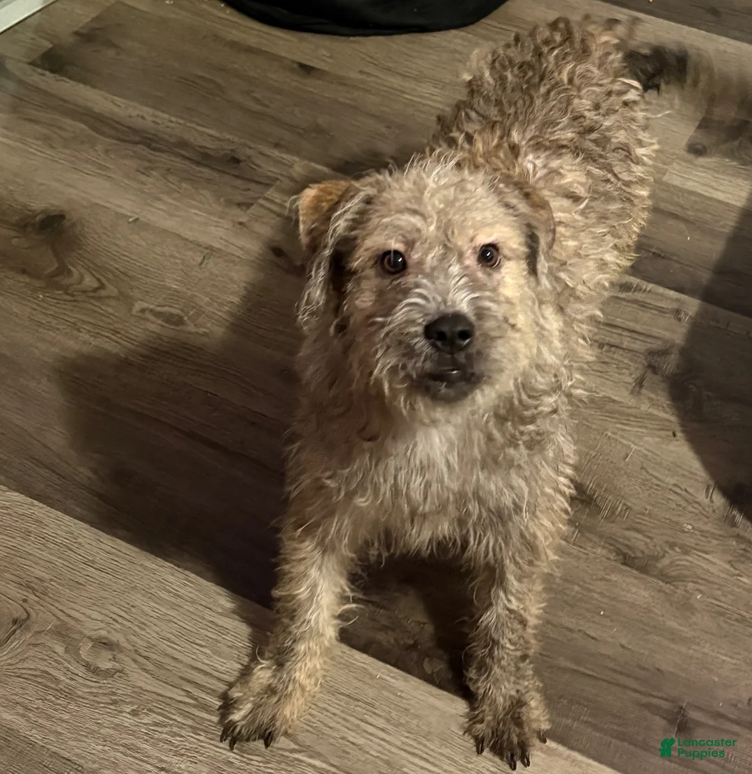 Mixed Breed dogs for sale: Mixed Breed 2 - Ad 1