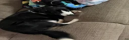 Collie dogs for sale: Collie Puppy 1 - Ad 2
