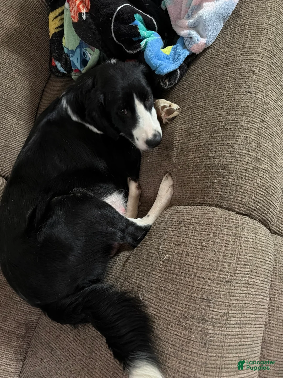 Collie dogs for sale: Collie Puppy 1 - Ad 2