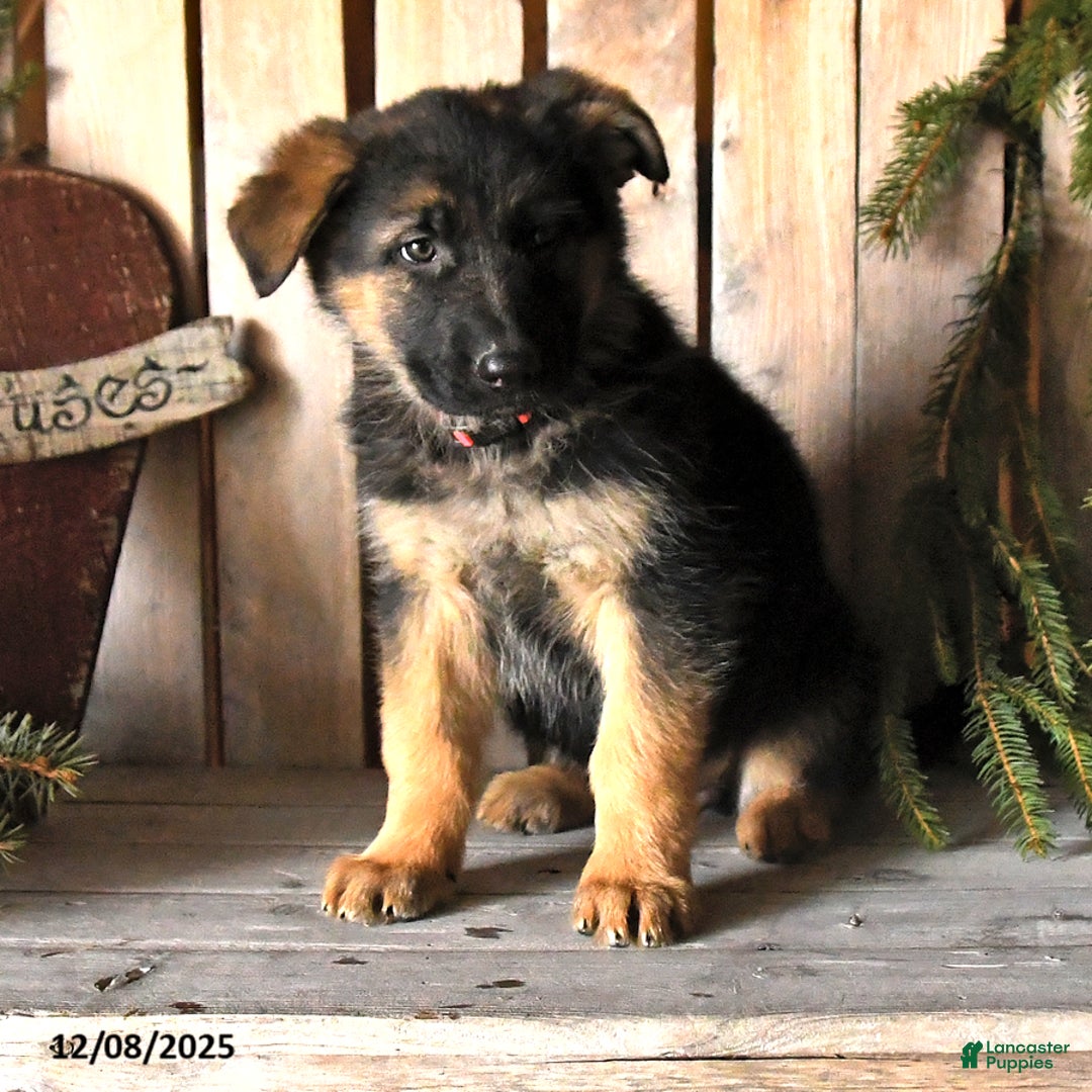 German Shepherd dogs for sale: Skyler - Ad 4