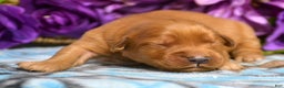 Golden Retriever dogs for sale: Golden Retriever Puppy 5 George - Ad 2