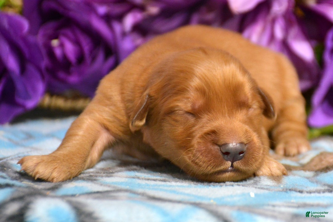 Golden Retriever dogs for sale: Golden Retriever Puppy 5 George - Ad 2