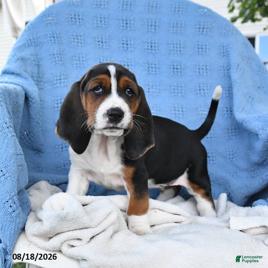 Basset Hound dogs Crystal - Ad 1