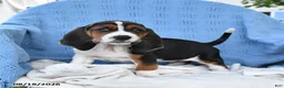 Basset Hound dogs for sale: Crystal - Ad 1
