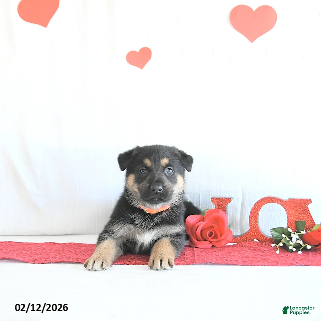 German Shepherd dogs for sale: Skylor - Ad 4