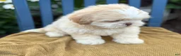 Shih Tzu dogs for sale: Hank - Ad 9