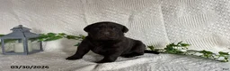 Labrador Retriever dogs for sale: Ribbon - Ad 2