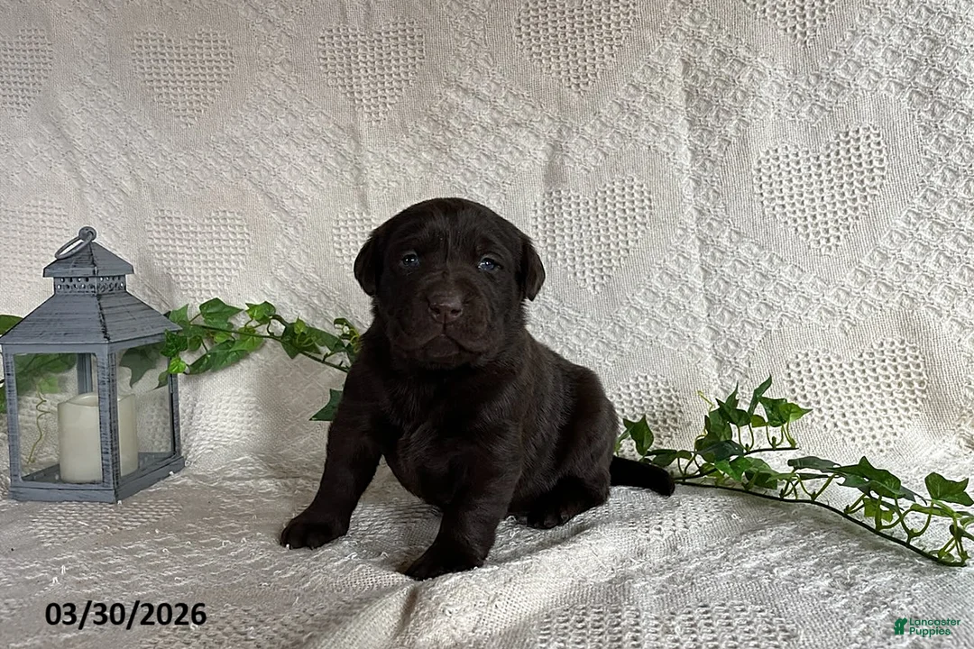Labrador Retriever dogs for sale: Ribbon - Ad 2