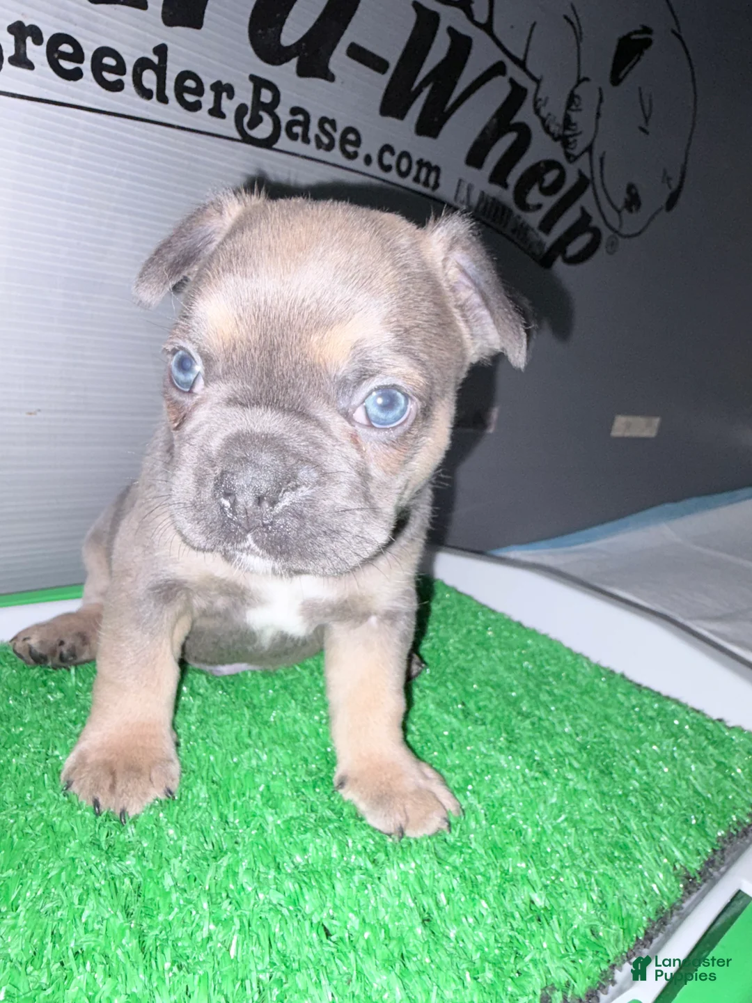 French Bulldog dogs for sale: French Bulldog  - Ad 1