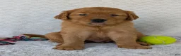 Golden Retriever dogs for sale: Porter  - Ad 17