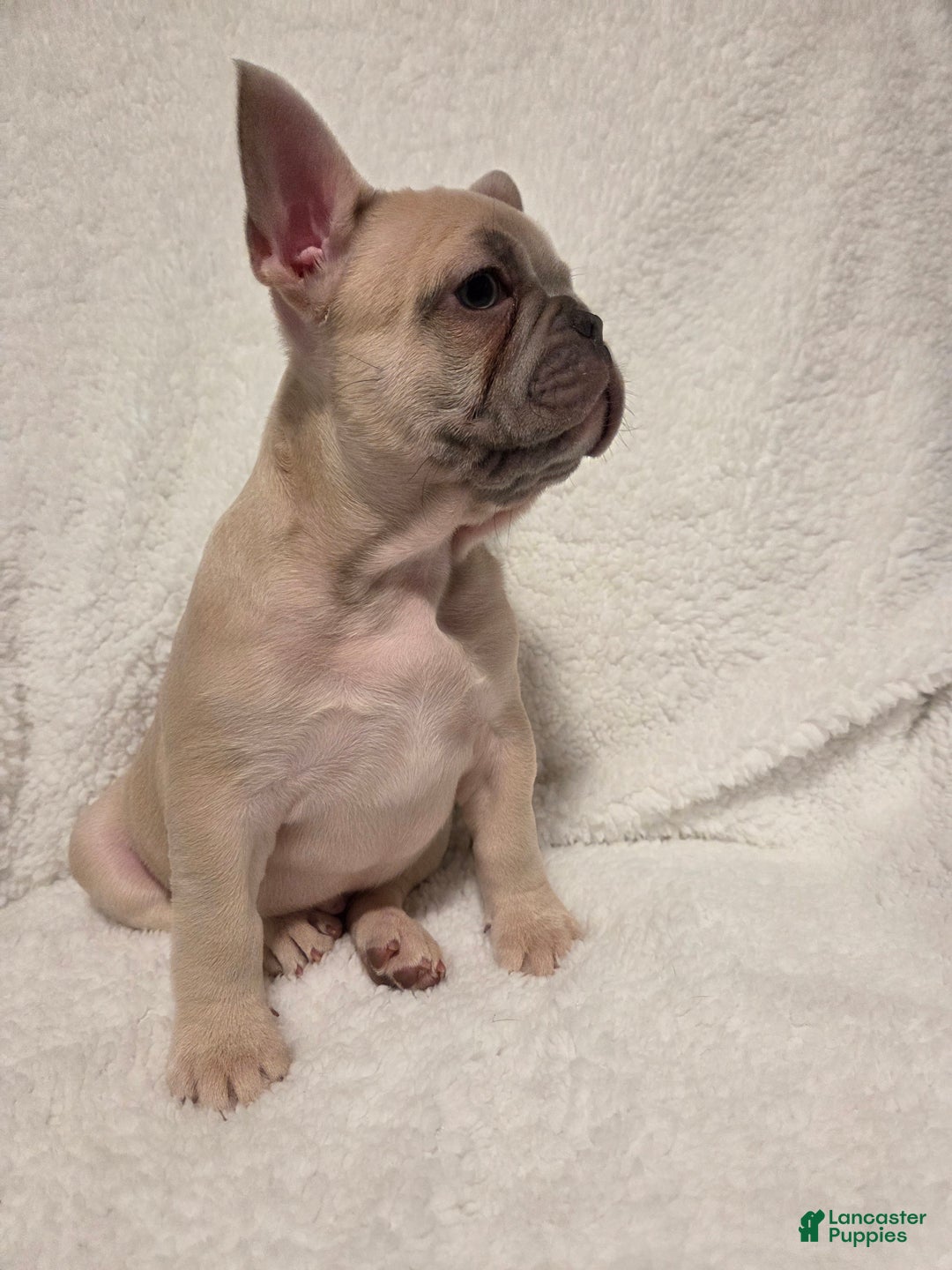 French Bulldog dogs for sale: French Bulldog Puppy 1 - Ad 3