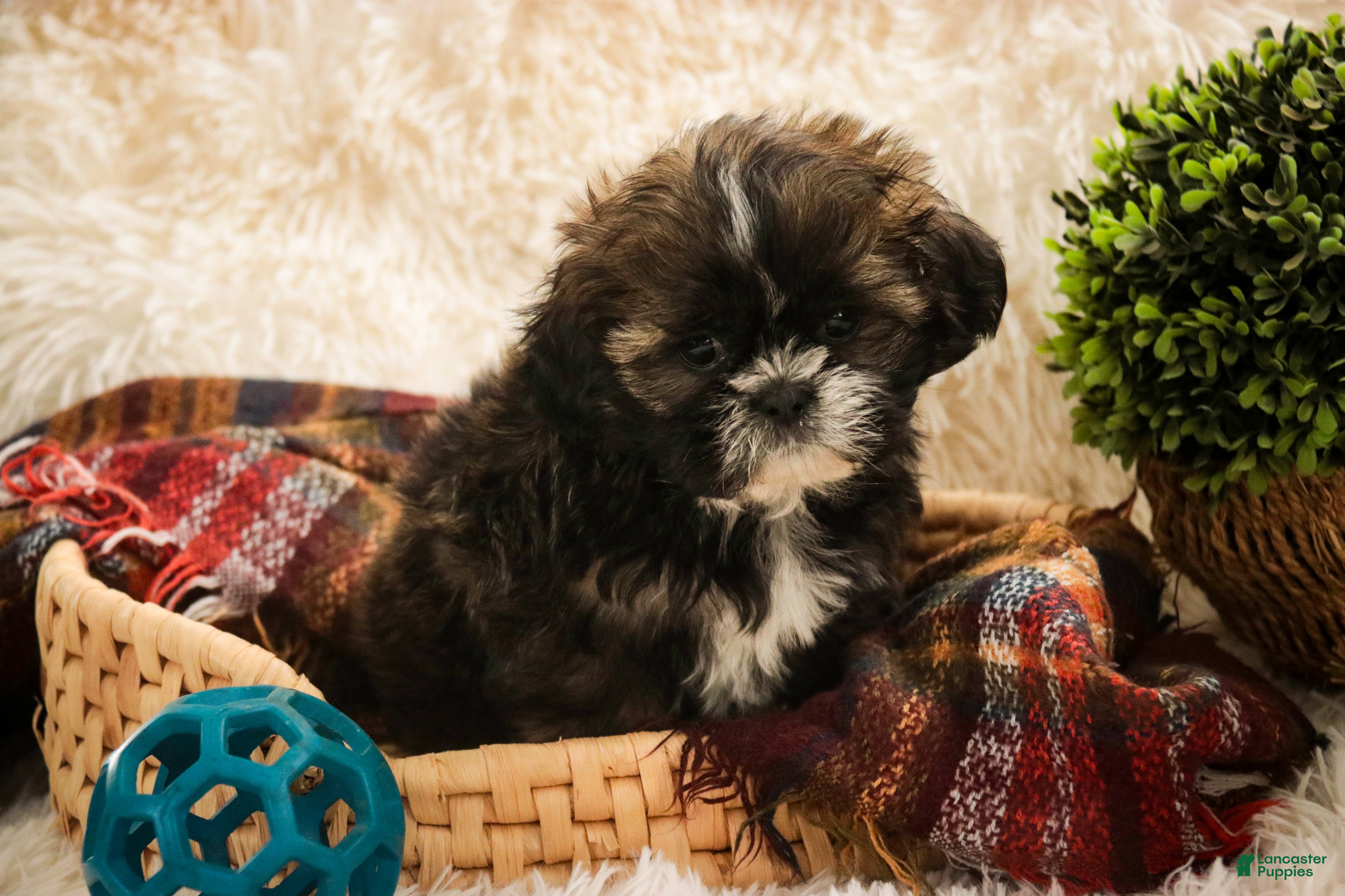 Shih Tzu dogs Shep - Ad 6